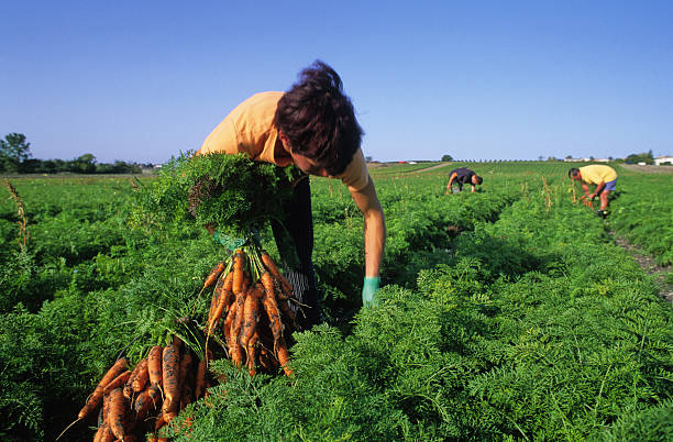 How to Handle a Successful Agricultural Business in Canada